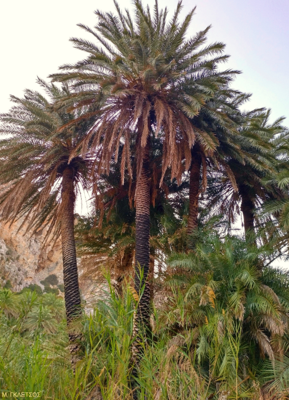 Phoenix theophrasti, Crete - Photo: M. Gletsos