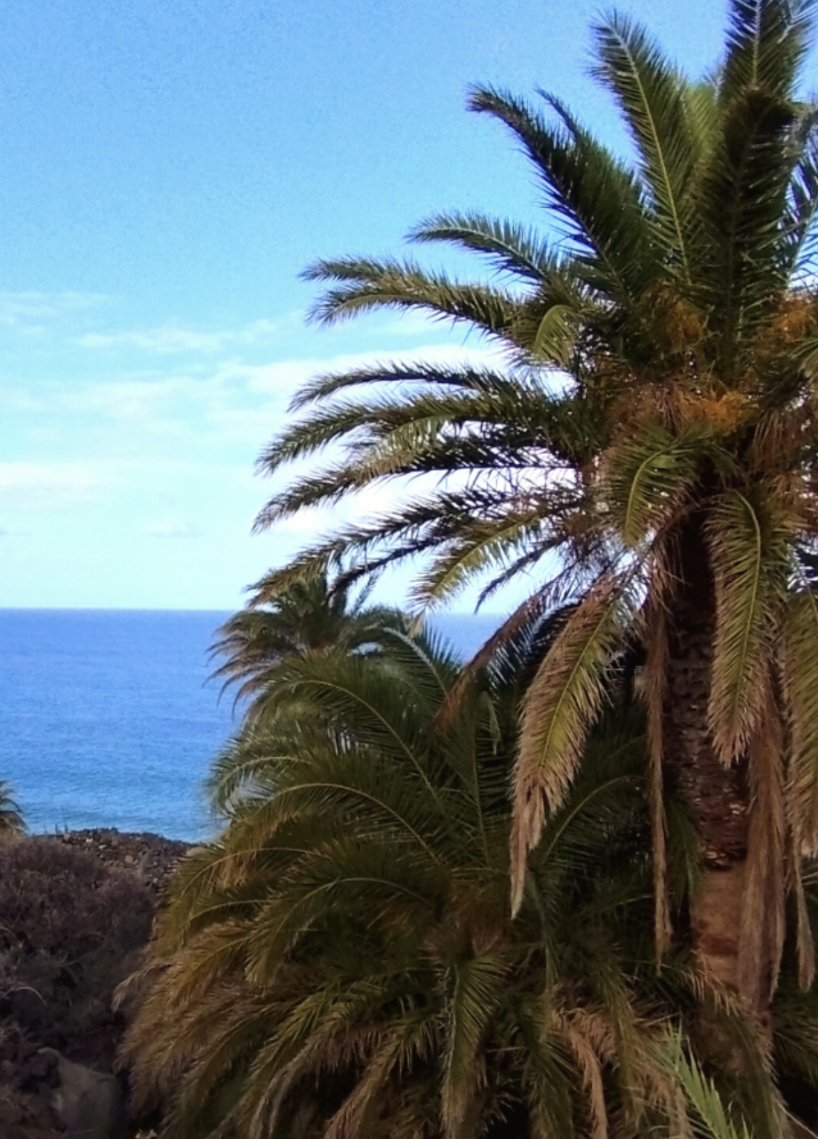 Phoenix canariensis, Canary islands - Photo: D. Gamo